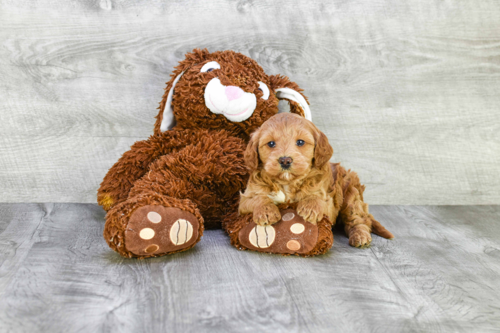 Mini Goldendoodle Puppy for Adoption