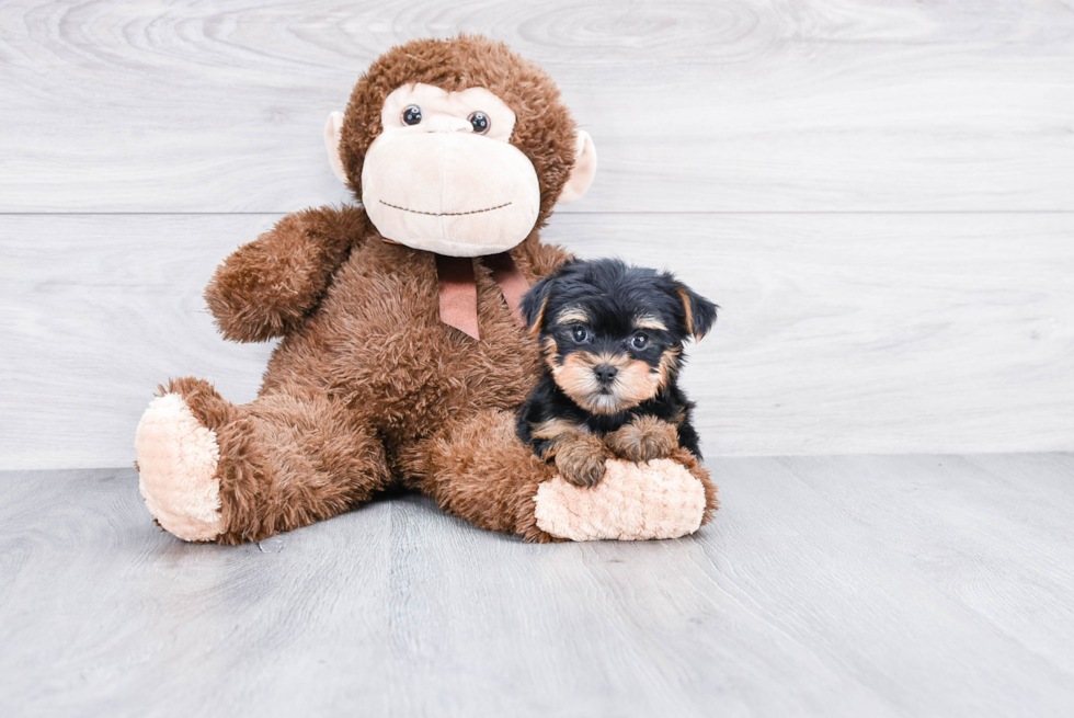 Meet Victoria - our Yorkshire Terrier Puppy Photo 