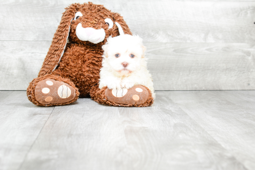 Friendly Havanese Purebred Pup