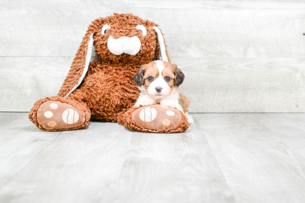 Cavachon Pup Being Cute