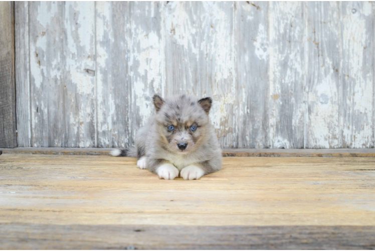 Small Pomsky Baby