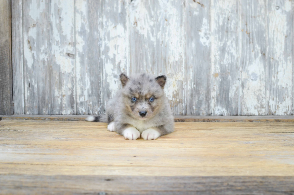 Small Pomsky Baby