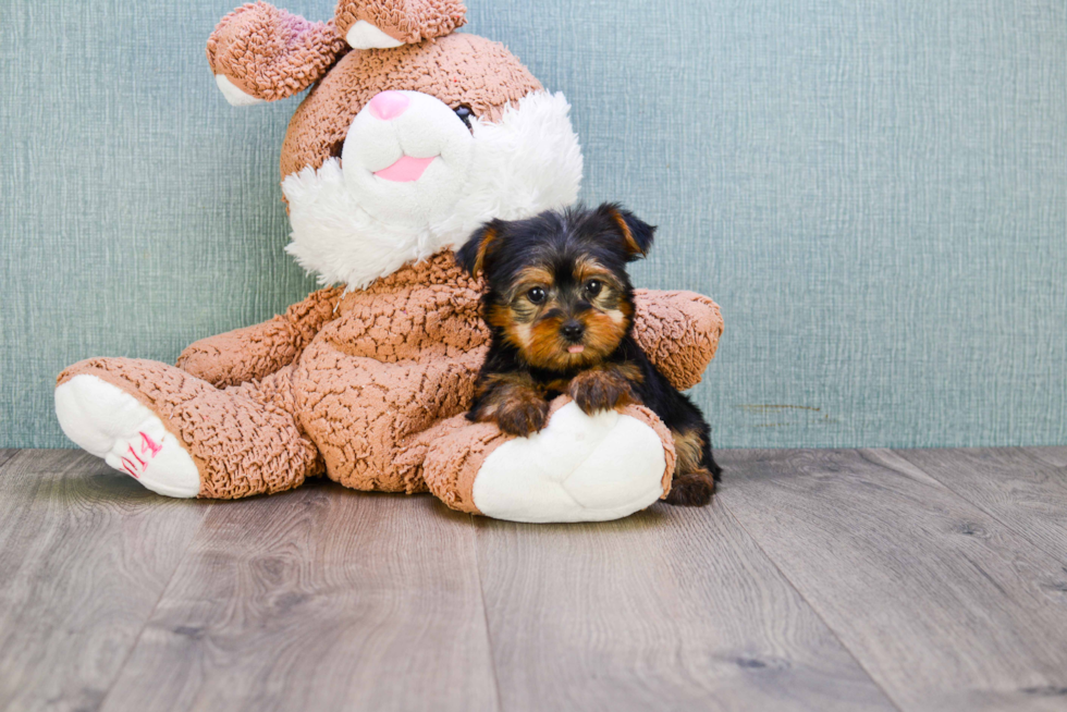 Meet Nugget - our Yorkshire Terrier Puppy Photo 