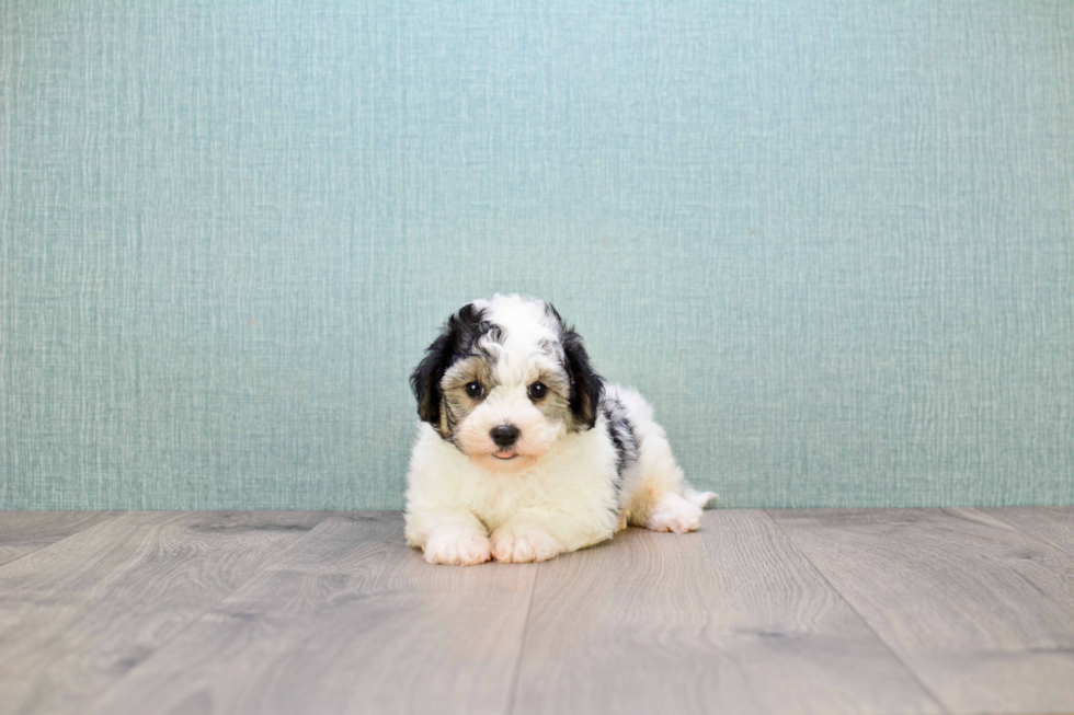 Friendly Maltipoo Baby