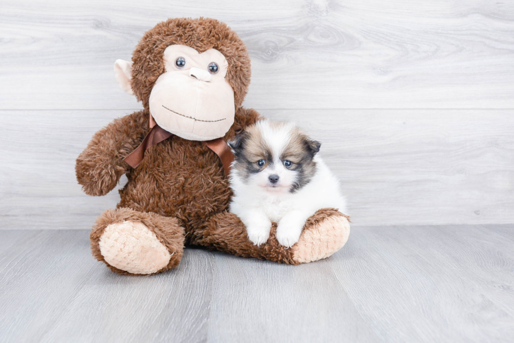 Hypoallergenic Pomeranian Baby