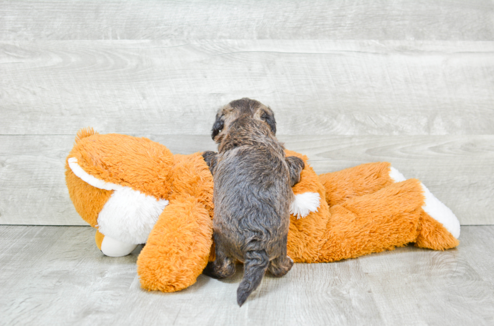 Playful Maltepoo Poodle Mix Puppy