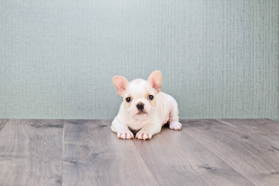 French Bulldog Puppy for Adoption