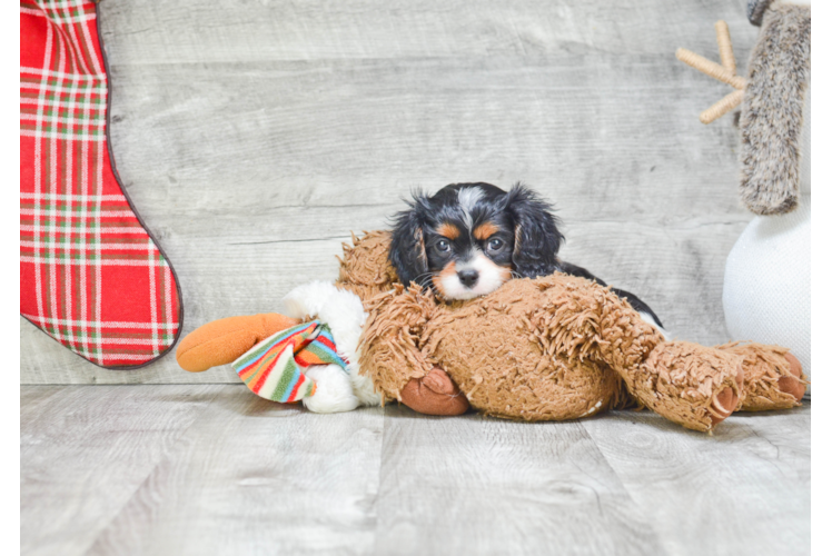 Cavalier King Charles Spaniel Pup Being Cute