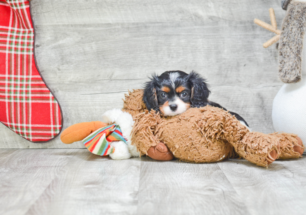 Cavalier King Charles Spaniel Pup Being Cute