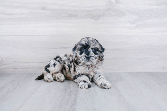 Petite Mini Goldendoodle Poodle Mix Pup