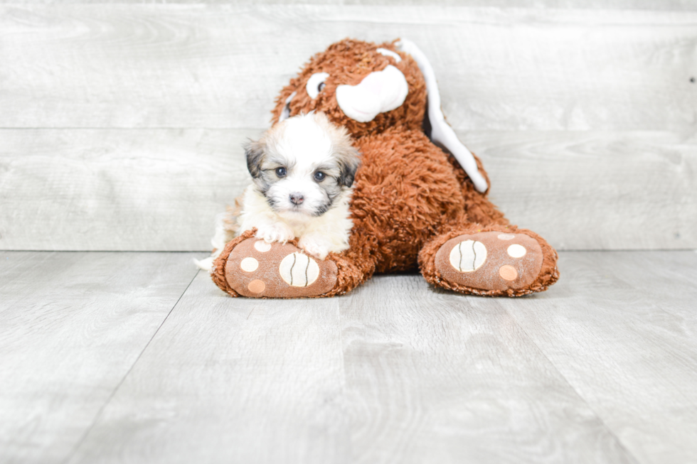 Havanese Puppy for Adoption