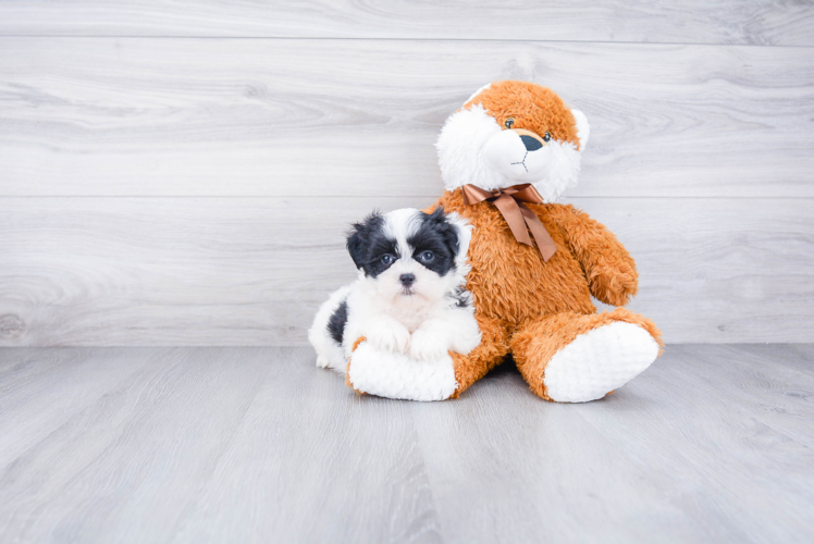 Best Teddy Bear Baby