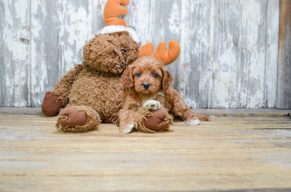 Smart Cavapoo Poodle Mix Pup