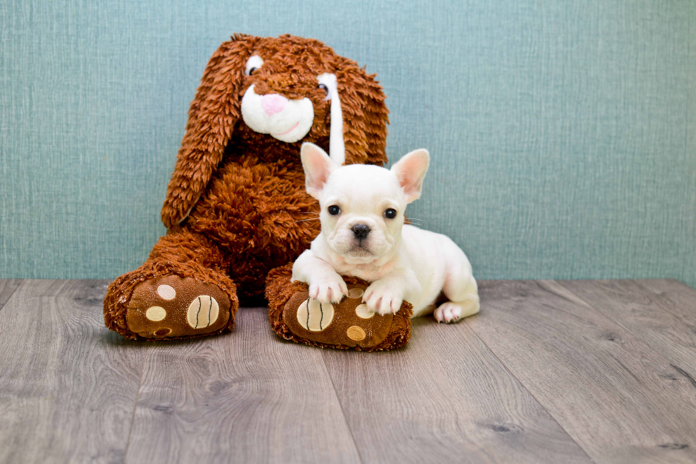 Akc Registered French Bulldog Baby