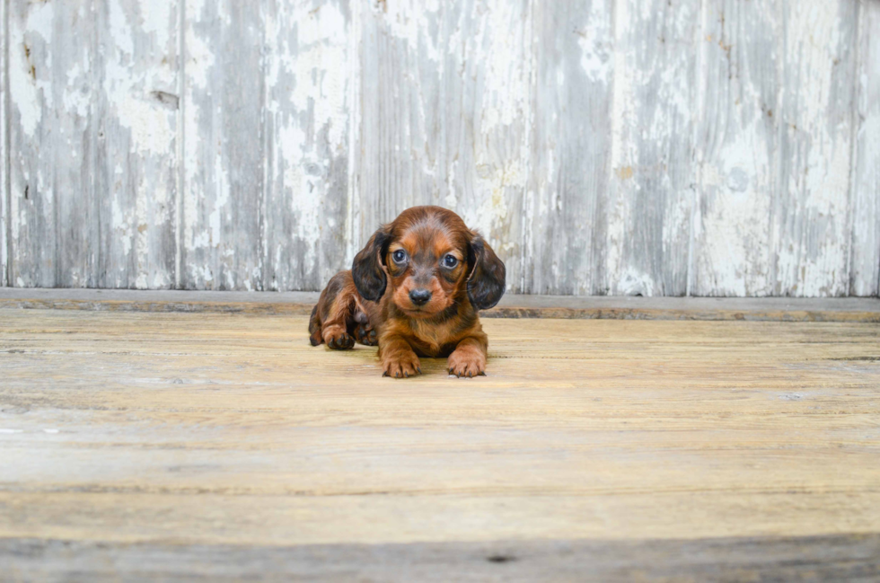 Best Dachshund Baby