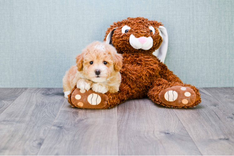 Fluffy Maltipoo Poodle Mix Pup