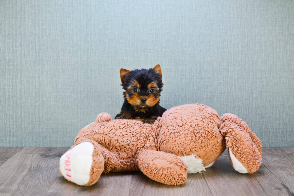 Meet Ronaldo - our Yorkshire Terrier Puppy Photo 