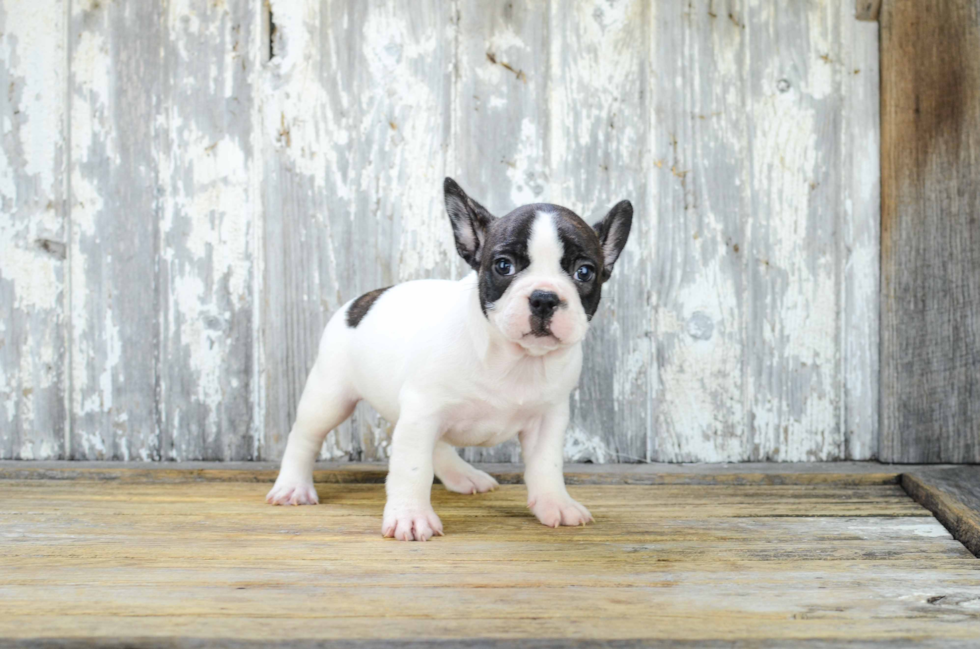 French Bulldog Puppy for Adoption