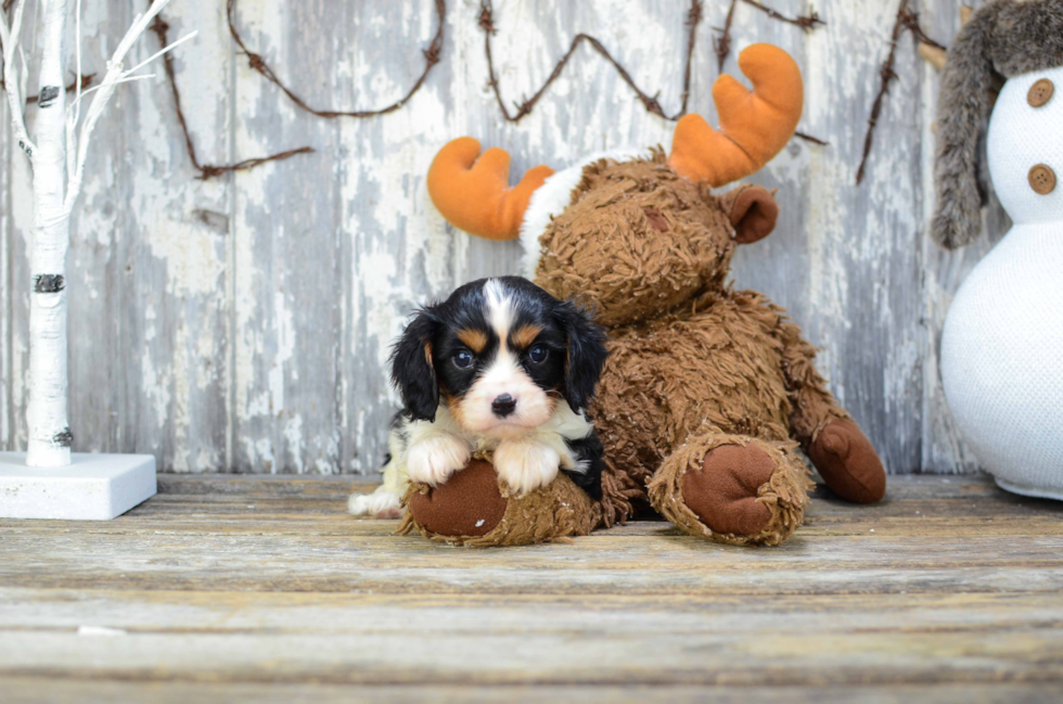 Happy Cavalier King Charles Spaniel Purebred Puppy