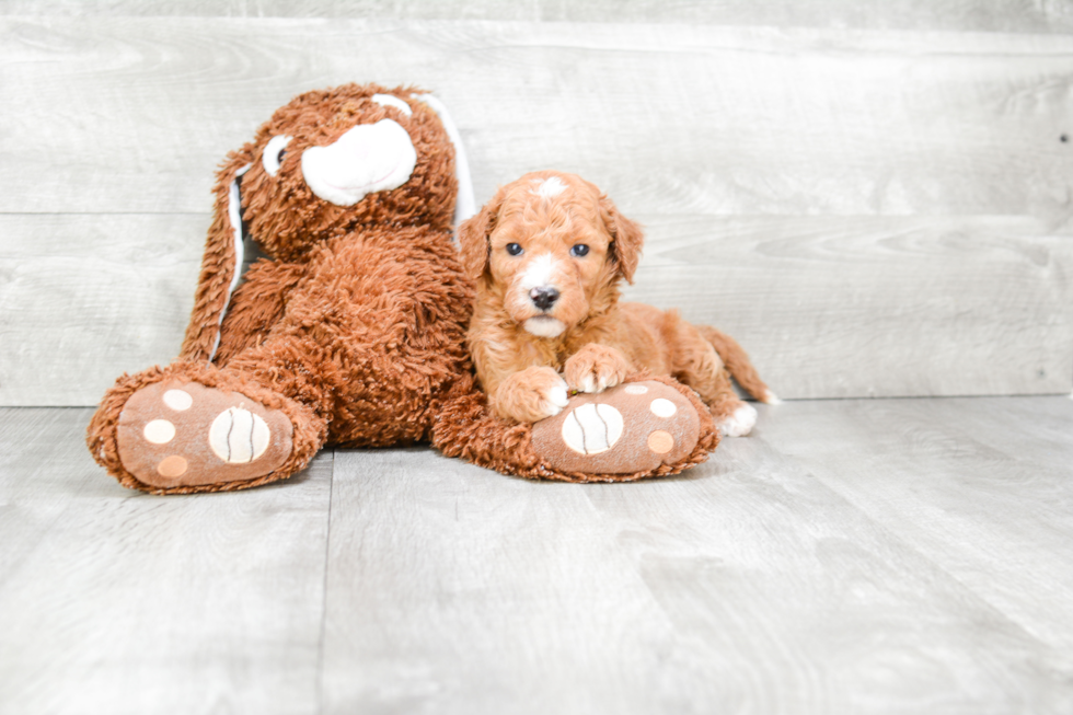 Mini Goldendoodle Pup Being Cute