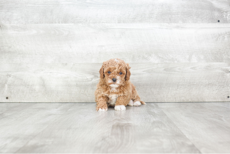 Energetic Cavoodle Poodle Mix Puppy