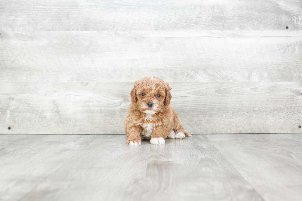 Energetic Cavoodle Poodle Mix Puppy