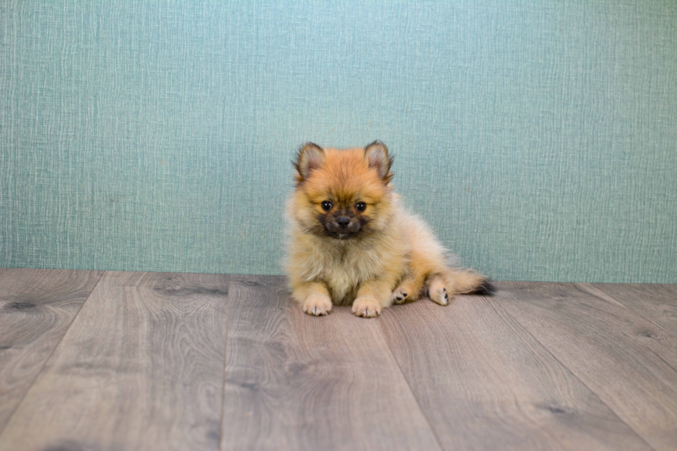 Best Pomeranian Baby