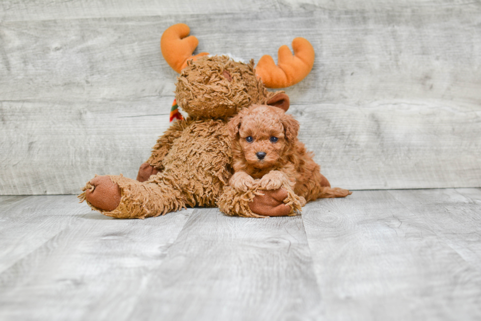 Cavapoo Pup Being Cute