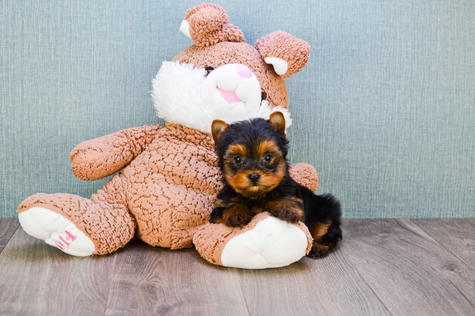 Meet Timmy - our Yorkshire Terrier Puppy Photo 