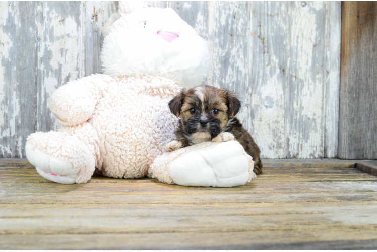 Little Shorkie Designer Puppy