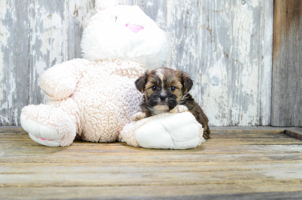 Little Shorkie Designer Puppy