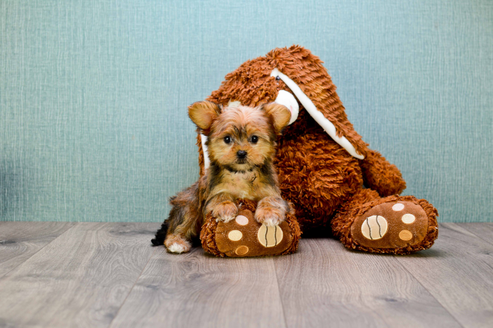 Morkie Pup Being Cute