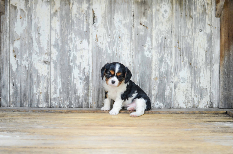 Cavalier King Charles Spaniel Puppy for Adoption