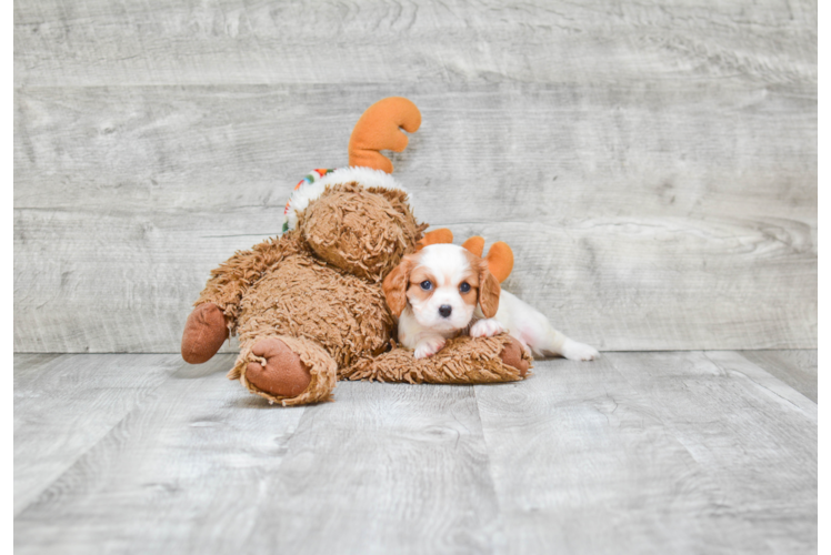 Akc Registered Cavalier King Charles Spaniel Baby