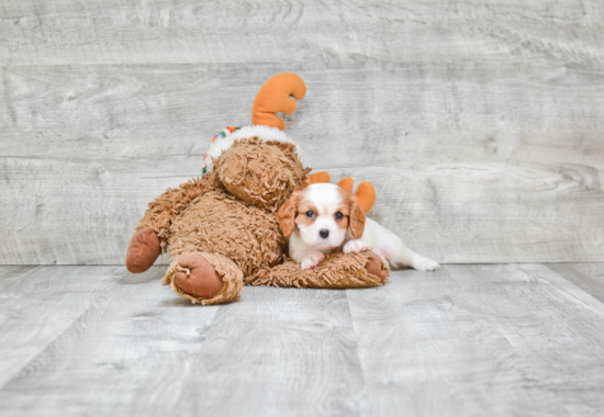 Akc Registered Cavalier King Charles Spaniel Baby