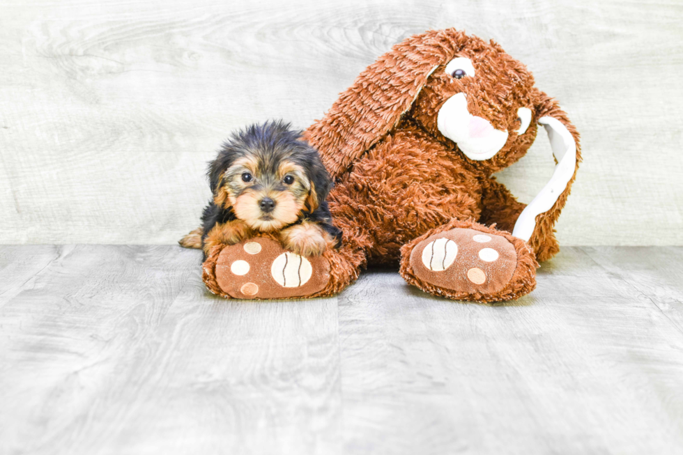 Meet Lisa - our Yorkshire Terrier Puppy Photo 