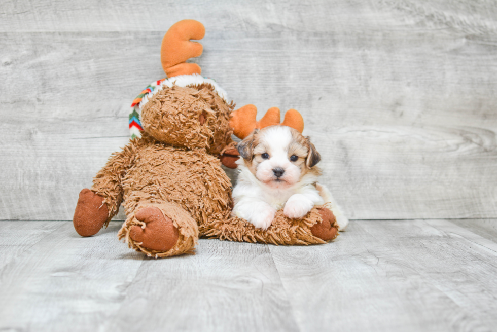 Popular Teddy Bear Designer Pup