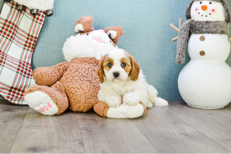 Best Cavapoo Baby