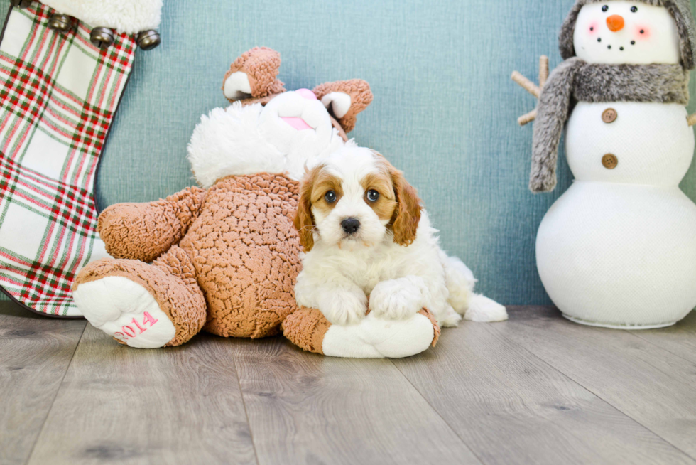 Best Cavapoo Baby