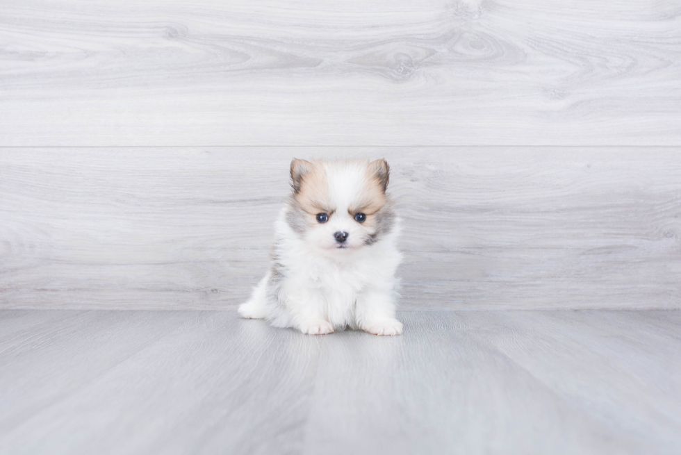 Akc Registered Pomeranian Purebred Pup