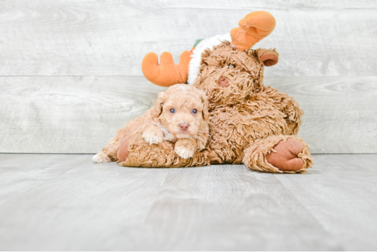 Popular Poodle Purebred Pup