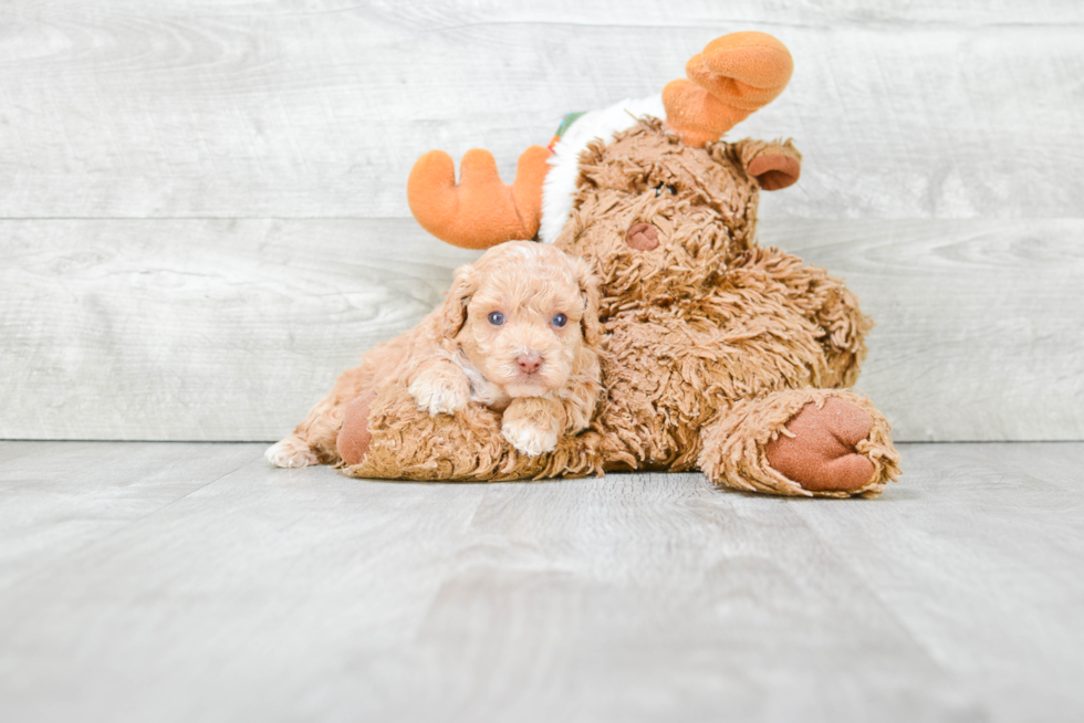 Popular Poodle Purebred Pup