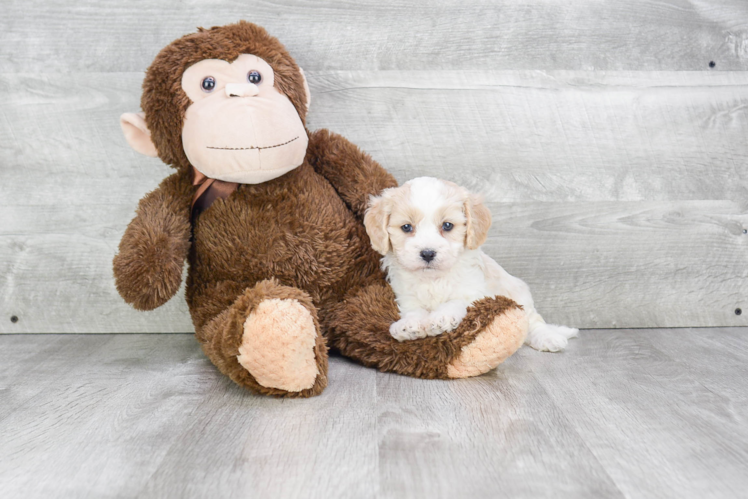 Friendly Cavachon Baby