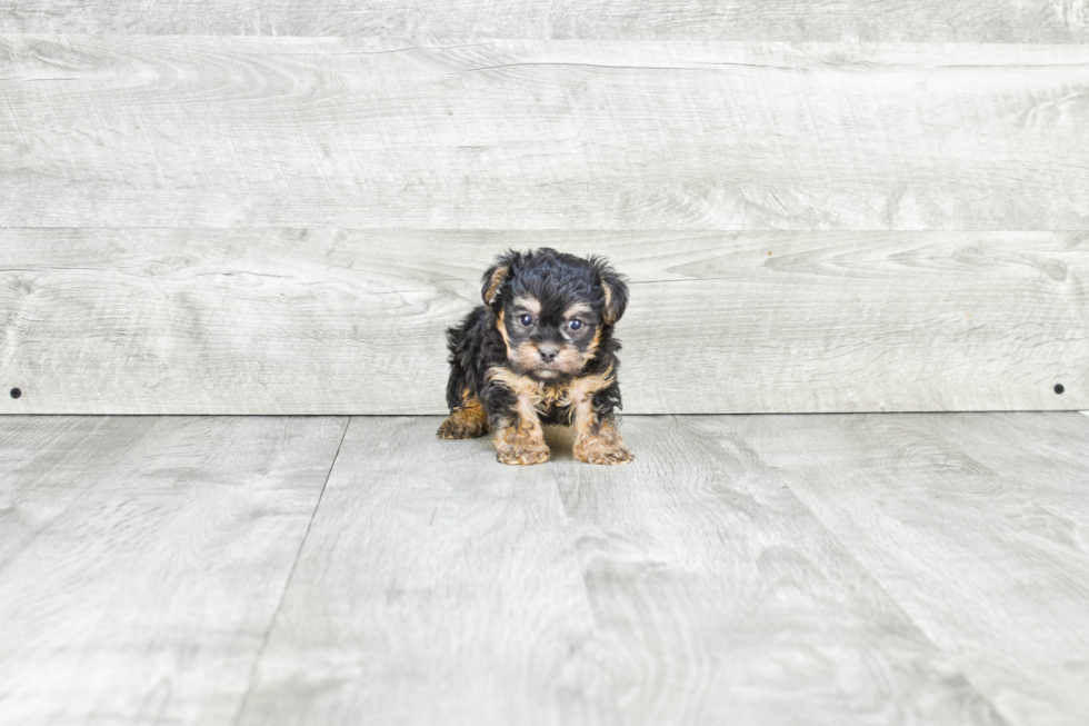 Little Yorkie Doodle Poodle Mix Puppy