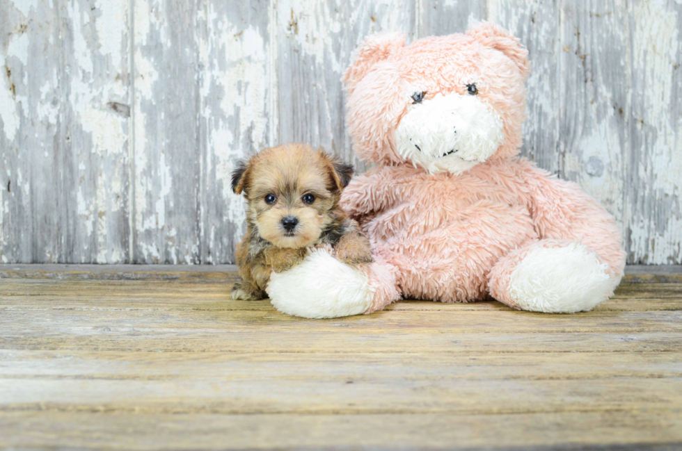 Small Morkie Baby