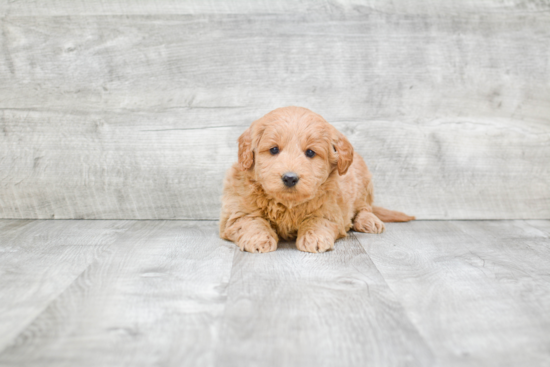 Mini Goldendoodle Puppy for Adoption