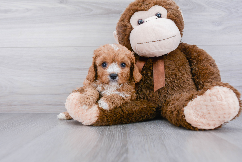 Best Cavapoo Baby