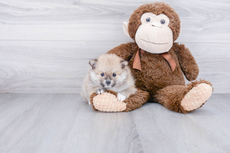 Best Pomeranian Baby
