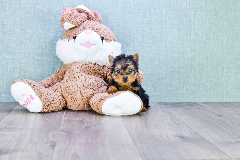 Meet Nugget - our Yorkshire Terrier Puppy Photo 