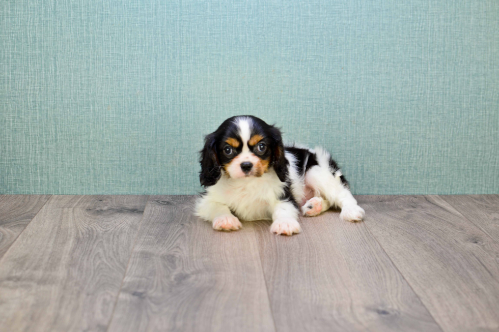 Friendly Cavalier King Charles Spaniel Baby